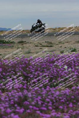 media/Jan-14-2023-SoCal Trackdays (Sat) [[497694156f]]/Turn 14 Exit Bloomig (145pm)/